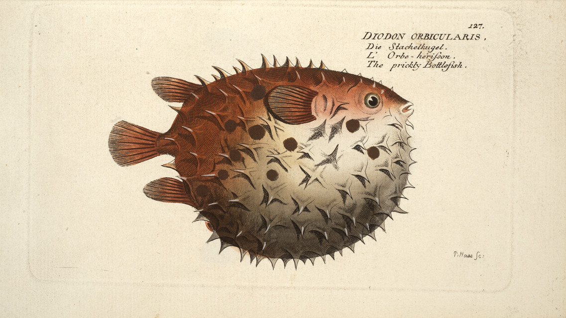 Bloch, Ichthyologie (1796)