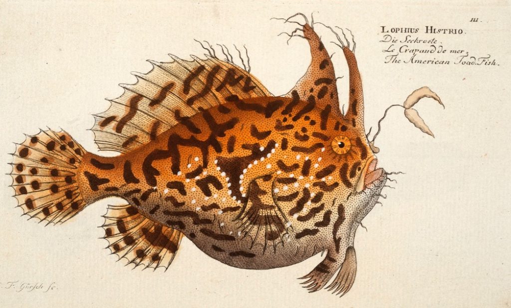 Bloch, Ichthyologie (1796) Cole 394