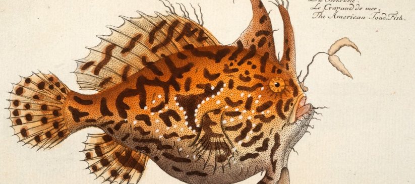 Bloch, Ichthyologie (1796) Cole 394