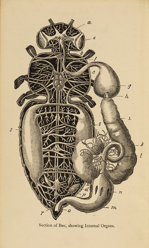 Bees in Science: The Anatomy of the Bee
