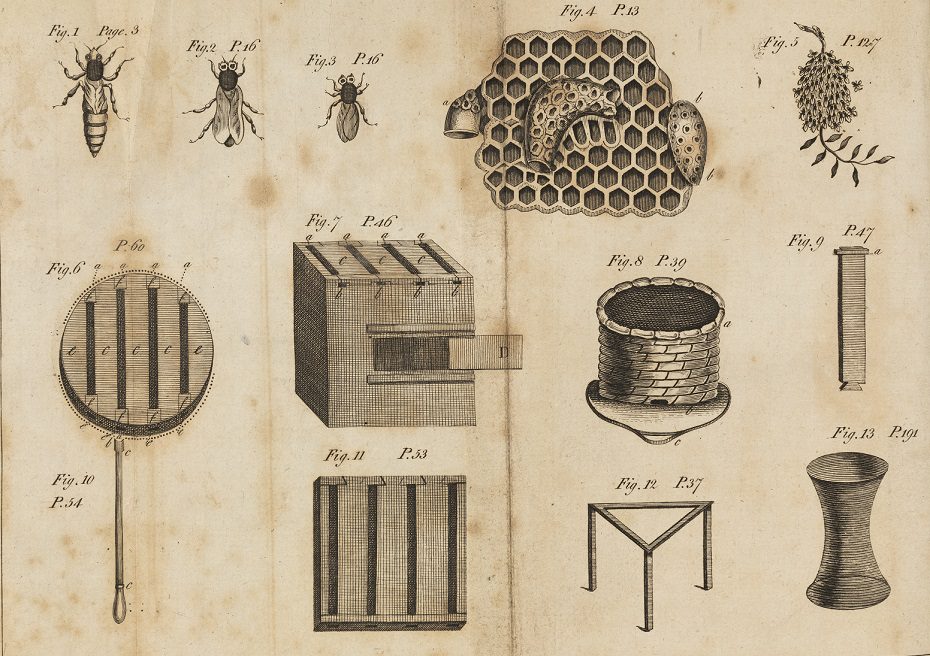 Developments in Beekeeping: The Domestic Queen Bee