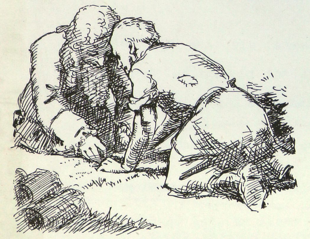 Salamis